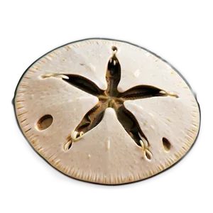 Sand Dollar In Sand Png Sfo24 PNG Image