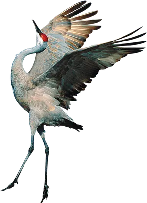 Sandhill Crane In Flight PNG Image