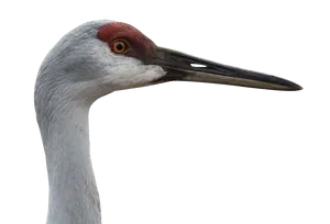 Sandhill Crane Profile Portrait PNG Image