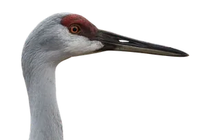 Sandhill Crane Profile Portrait PNG Image