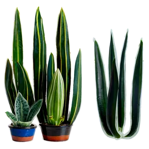 Sansevieria Plant Png Rlr86 PNG Image