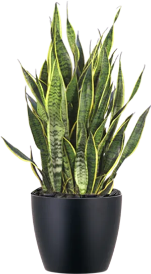 Sansevieria Snake Plantin Black Pot PNG