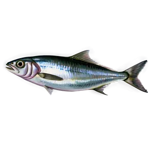 Sardine Art Png Top41 PNG Image