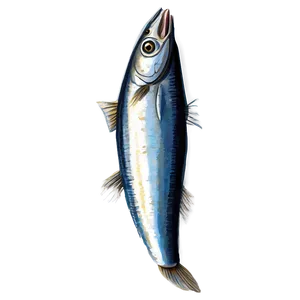 Sardine Drawing Png 20 PNG Image