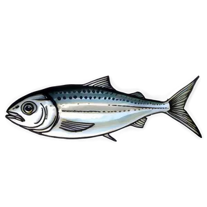 Sardine Sketch Png 06292024 PNG Image