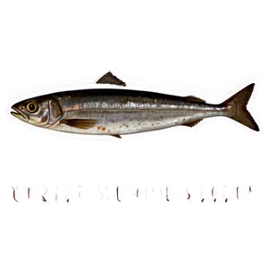 Sardine Stew Png Pfd PNG Image