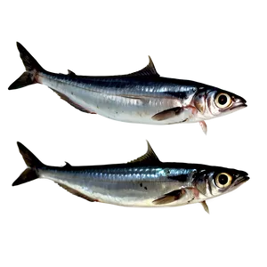 Sardine Texture Png Uhl46 PNG Image