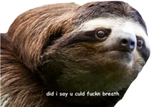 Sassy Sloth Meme PNG Image