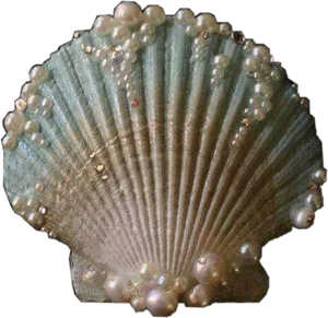 Scalloped Clam Shell PNG Image