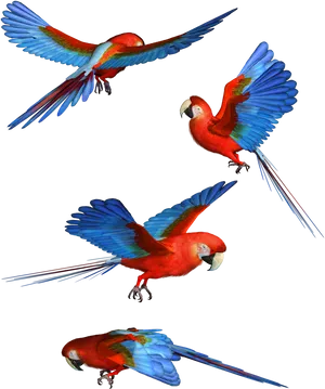 Scarlet_ Macaws_ In_ Flight PNG Image