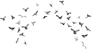 Scattered_ Flock_ In_ Flight.png PNG Image