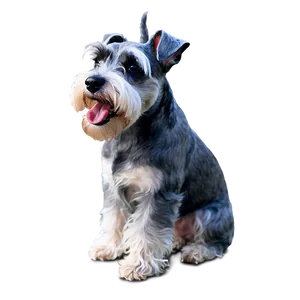 Schnauzer Bark Moment Png Ykp PNG Image