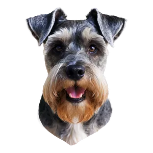 Schnauzer Face Closeup Png Hja PNG Image