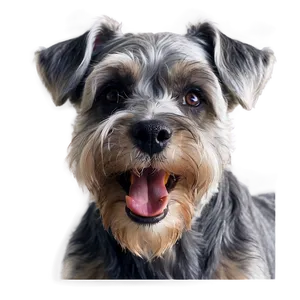 Schnauzer Friendly Smile Png Rxr58 PNG Image