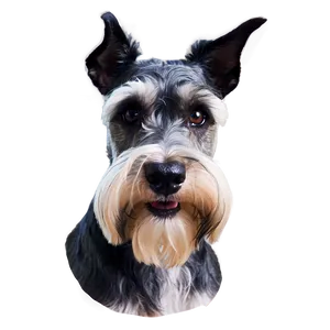 Schnauzer Head Tilt Png 06262024 PNG Image