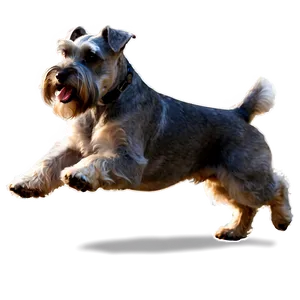 Schnauzer In Action Png Bud PNG Image