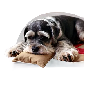 Schnauzer Nap Time Png Emk3 PNG Image