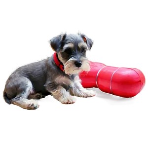 Schnauzer Puppy Training Session Png Dnh PNG Image