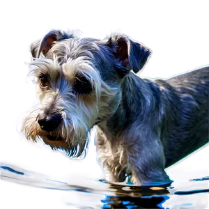 Schnauzer Swimming Png 06262024 PNG Image