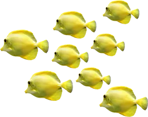 Schoolof Yellow Tropical Fish PNG Image