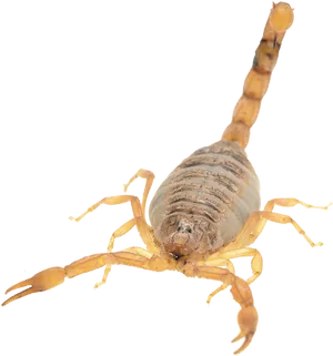 Scorpion Isolatedon Blue Background.png PNG Image