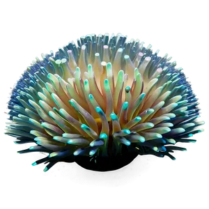 Sea Anemone Png Xiw15 PNG Image