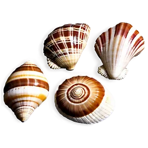 Sea Shell Collection Png Dbd PNG Image