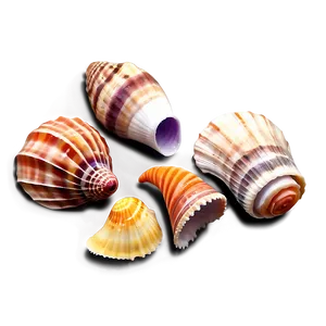 Sea Shell Collection Png Mwt76 PNG Image