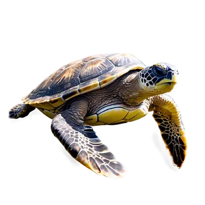 Sea Turtle Family Swimming Together Png Qcb PNG Image