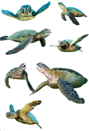 Sea Turtlesin Various Poses PNG Image