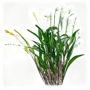 Seagrass Drawing Png 35 PNG Image