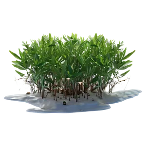 Seagrass Field Png Lfm93 PNG Image