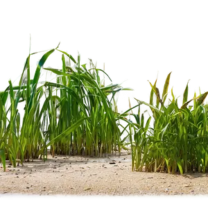 Seagrass Landscape Png Ulq98 PNG Image