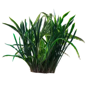 Seagrass Outline Png Fbr PNG Image