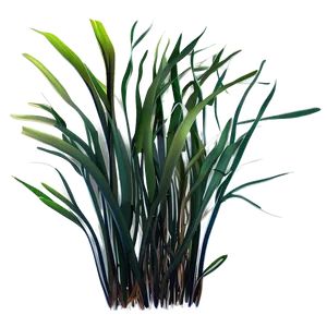 Seagrass Vector Png 9 PNG Image