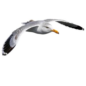 Seagull Flying Over Sea Png Bit64 PNG Image