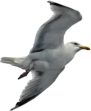 Seagull In Flight Black Background PNG Image