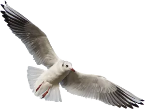 Seagull In Flight Black Background PNG Image