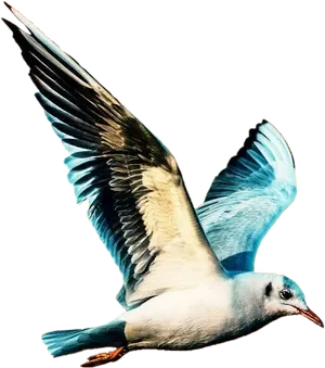 Seagullin Flight PNG Image