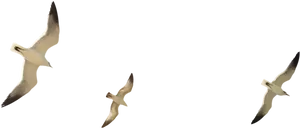 Seagulls Gliding Across Blue Sky PNG Image