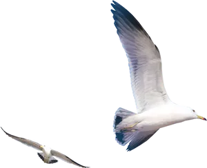 Seagulls_in_ Flight_ Against_ Black_ Background.jpg PNG Image