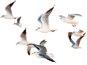 Seagullsin Flight Black Background PNG Image