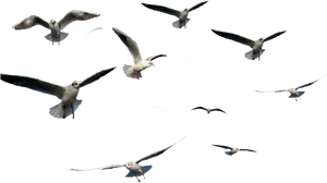 Seagullsin Flight PNG Image