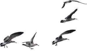 Seagullsin Flight Formation PNG Image