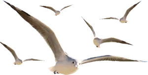 Seagullsin Flight Formation PNG Image