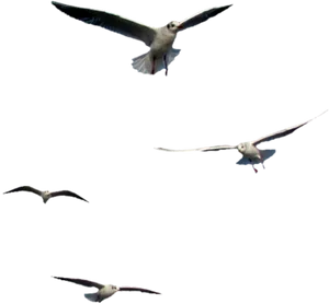 Seagullsin Flight Night Sky PNG Image