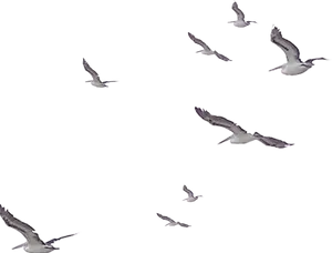 Seagullsin Flight Night Sky PNG Image