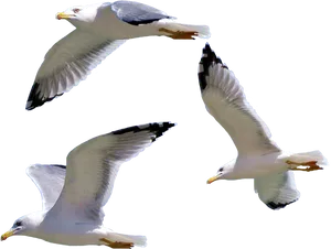 Seagullsin Flight Transparent Background PNG Image