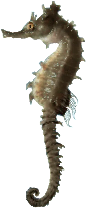 Seahorse Profile Isolated.png PNG Image