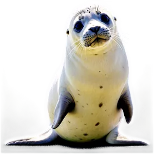 Seal Animal Png 05242024 PNG Image